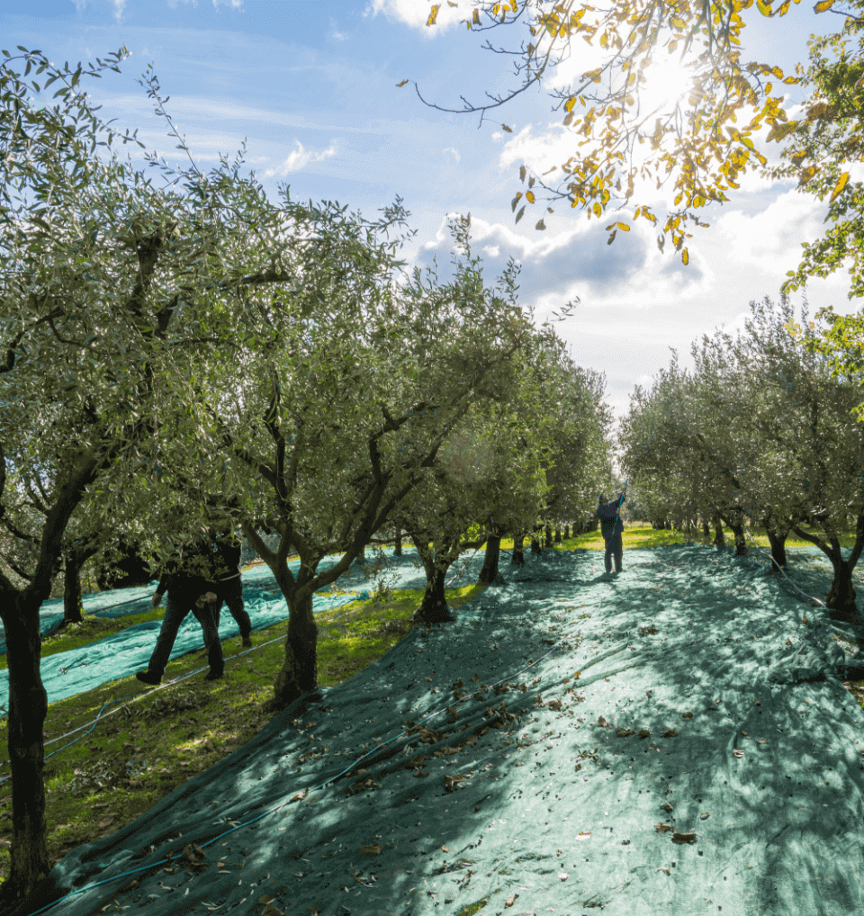 Raccolta olive oleificio Cisano sul Garda
